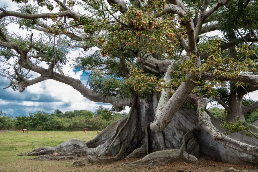 A massive old tree in the Ceiba Parque Ecologico 