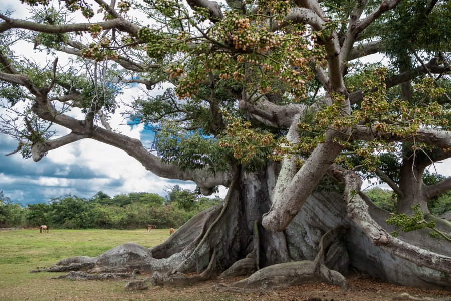 A massive old tree in the Ceiba Parque Ecologico 