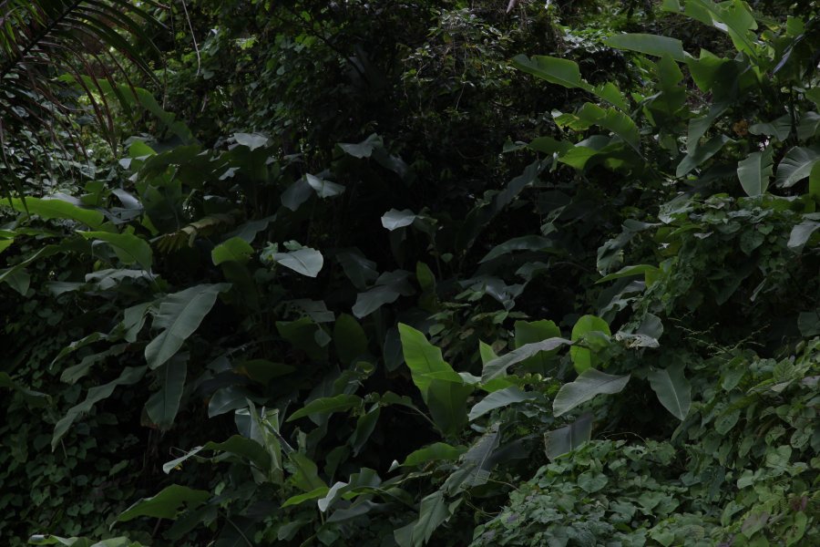 Plants with dark green leaves in one of Puerto Rico's lush tropical landscapes.