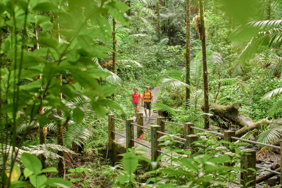 Two people hiking through a rain forest in Puerto Rico, a tropical paradise.