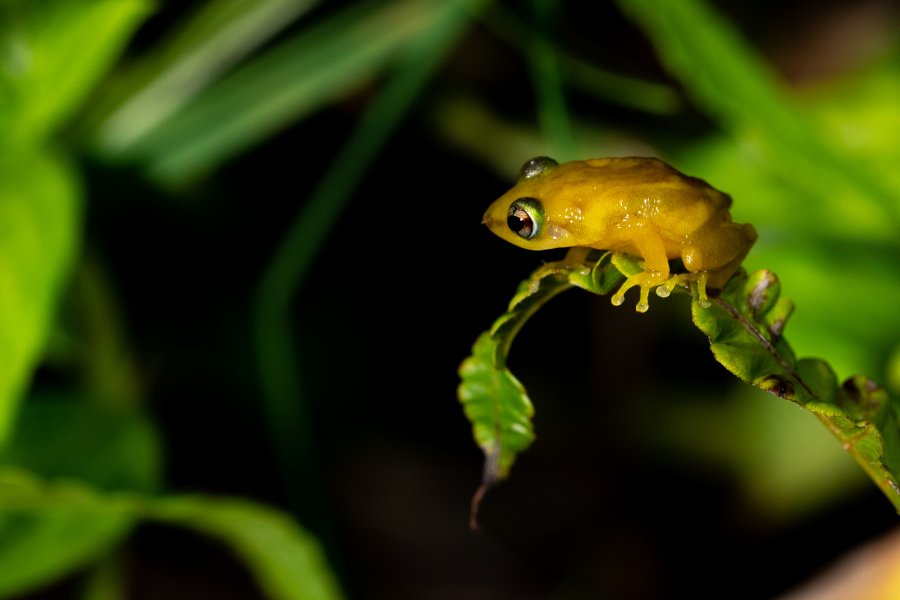 A coqui frog, a native species of amphibian in Puerto Rico.