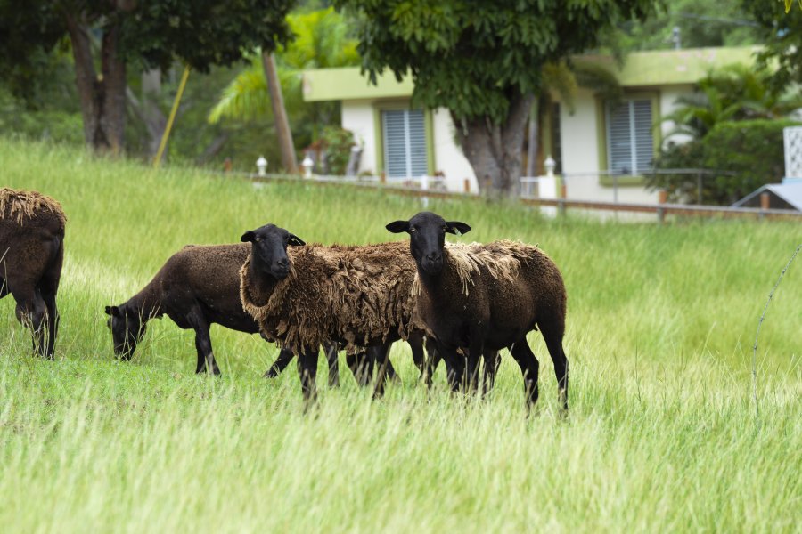 Image of sheep in an open green field at las 4 Casitas in Puerto Rico 