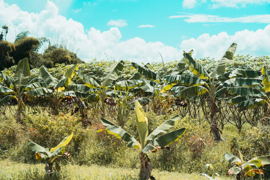 Plantain crops at Finca la Zafra in Gurabo, Puerto Rico.