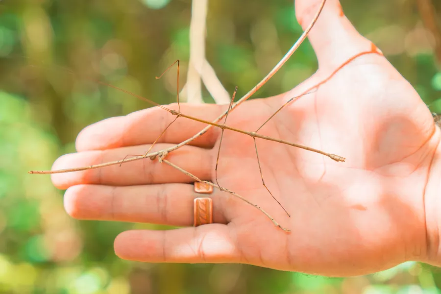 A walking stick insect in the Cabachuelas Natural Reserve in Morovis, Puerto Rico.