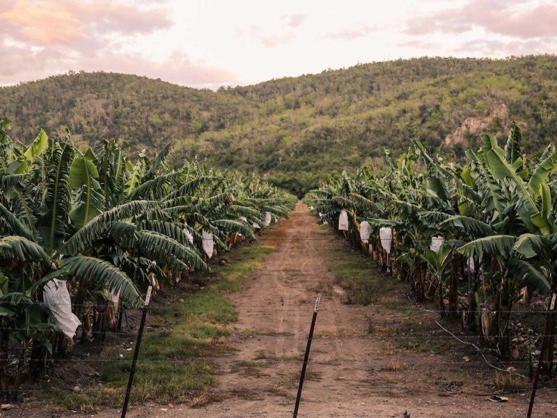 Los árboles de café están en filas con un fondo montañoso en una finca de café en Yauco, Puerto Rico.
