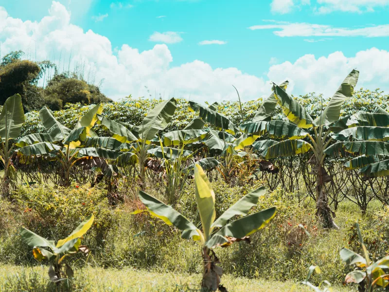 Plantain crops at Finca la Zafra in Gurabo, Puerto Rico.