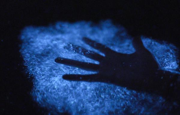 Mosquito Bioluminescent Bay
