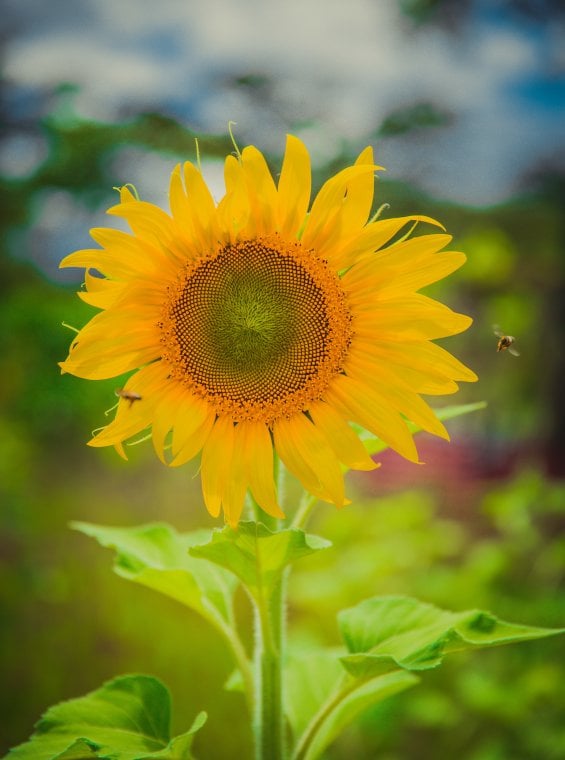 A sunflower with a bee flying around in one of Puerto Rico's farms.