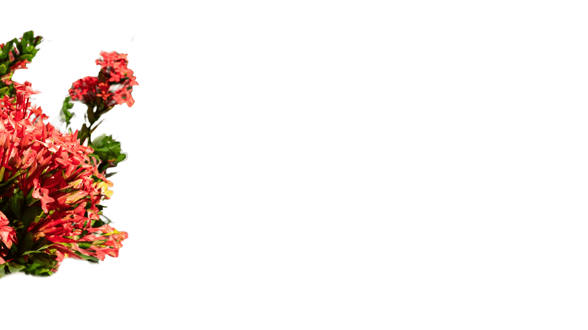 Flowers left