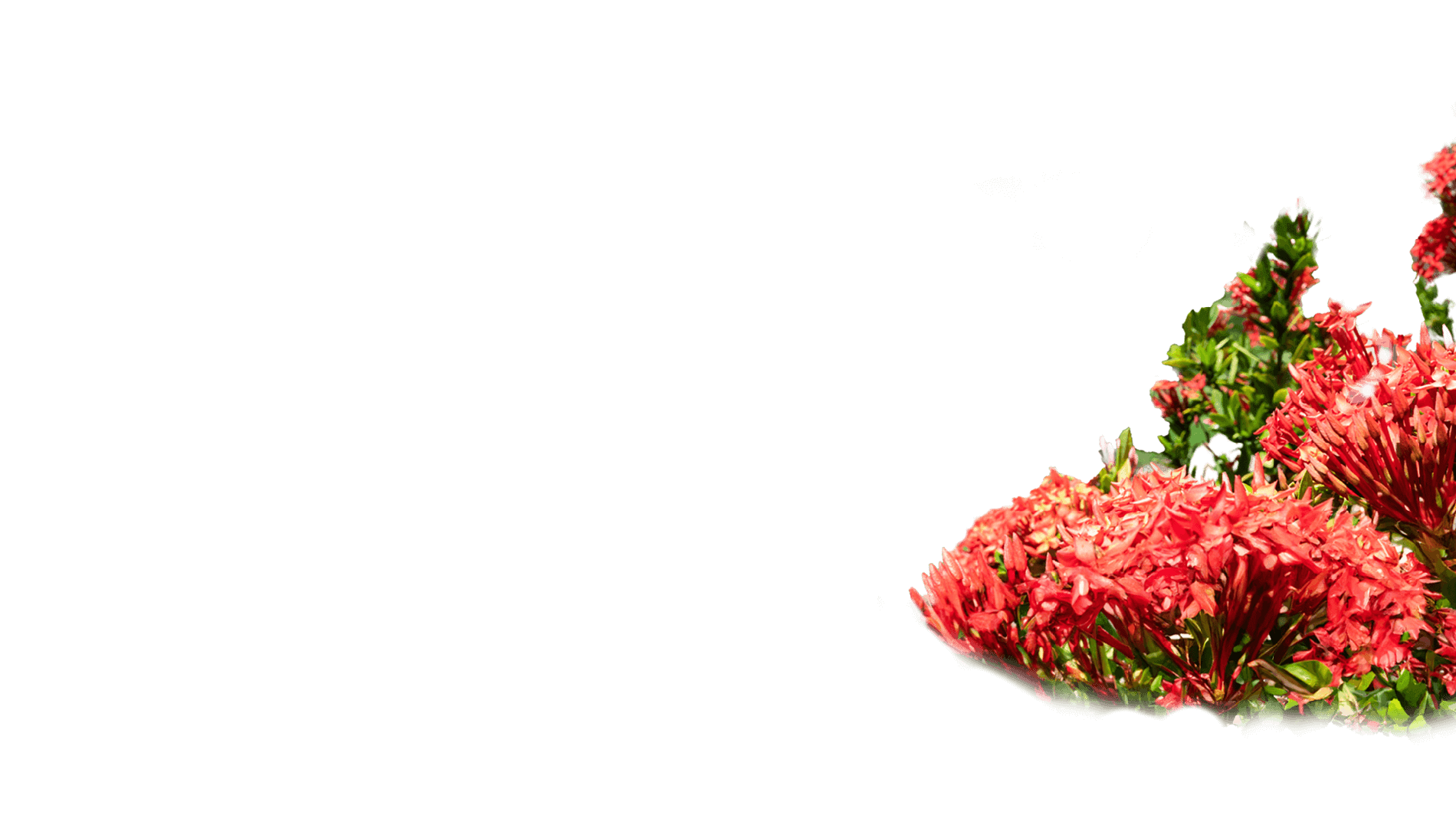 Flowers right