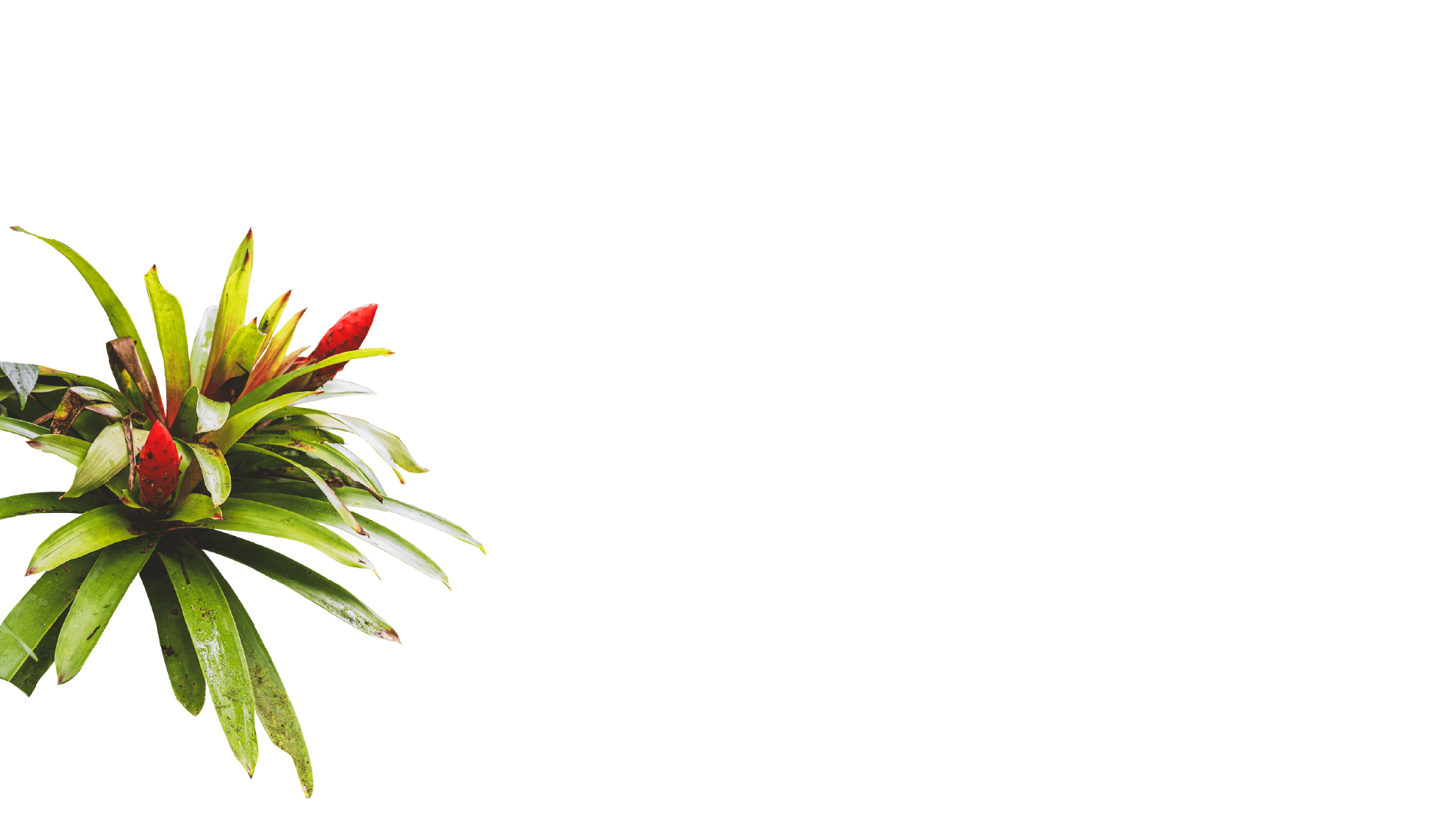 Leaves left