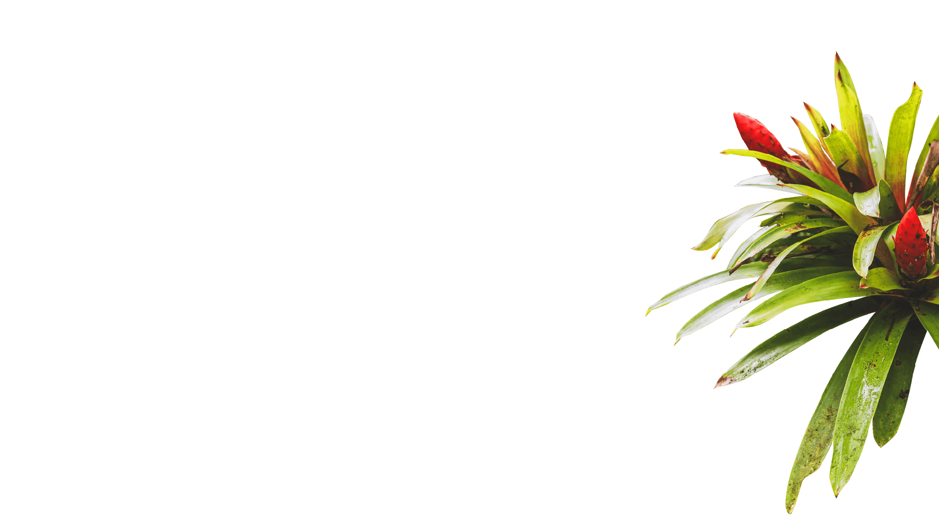 Leaves right