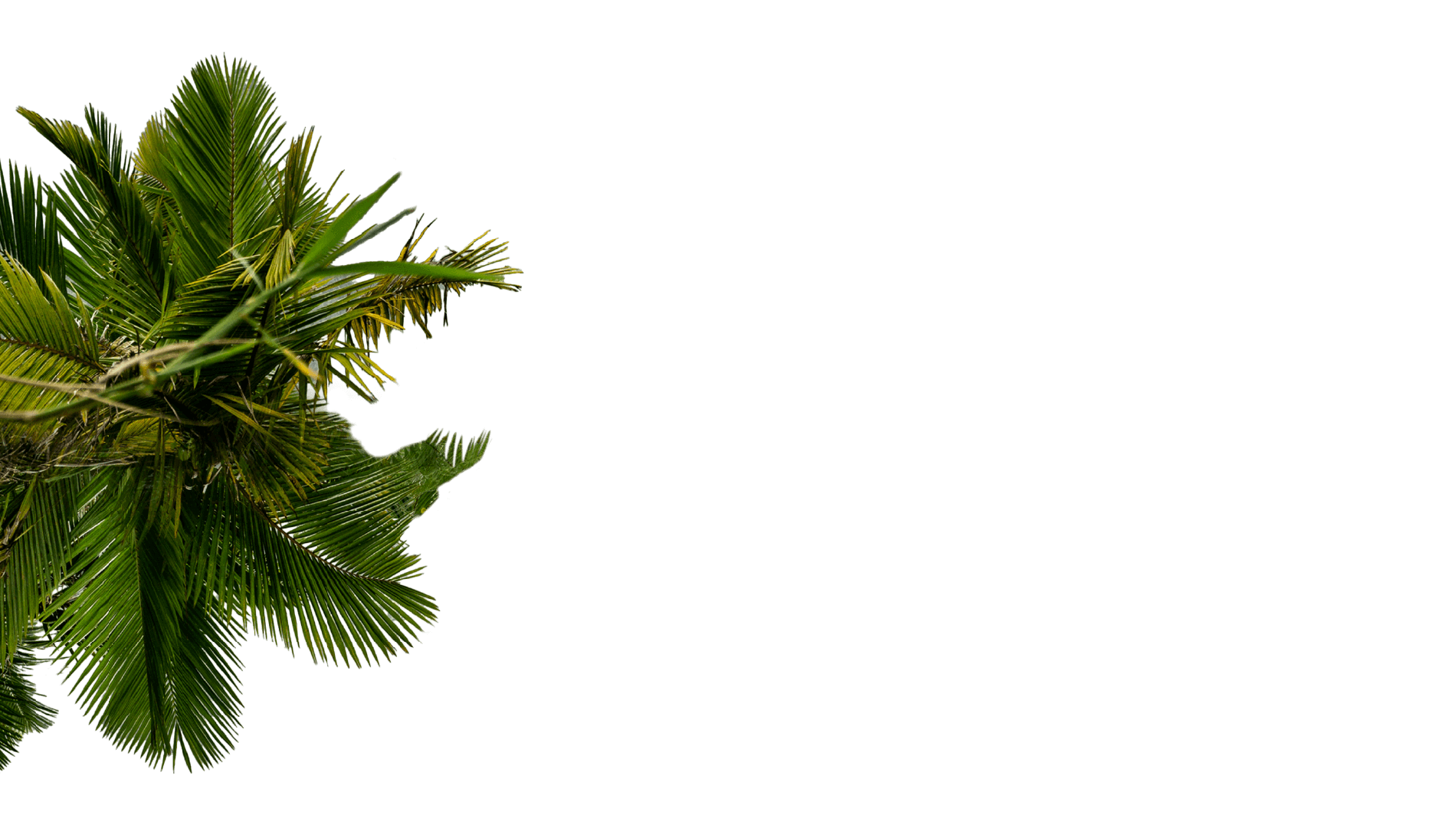 Trees left